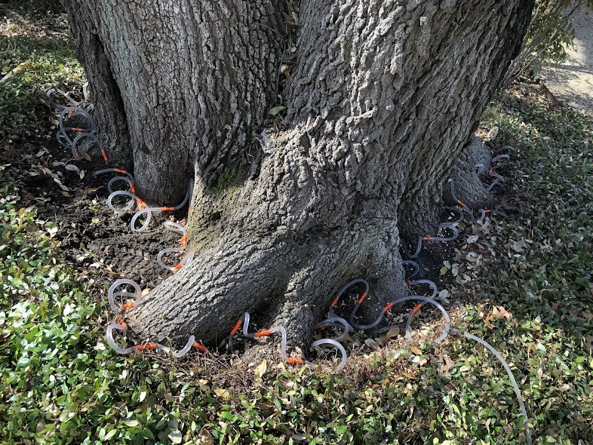 Detailed Tree Cabling and Bracing job site in West Branch