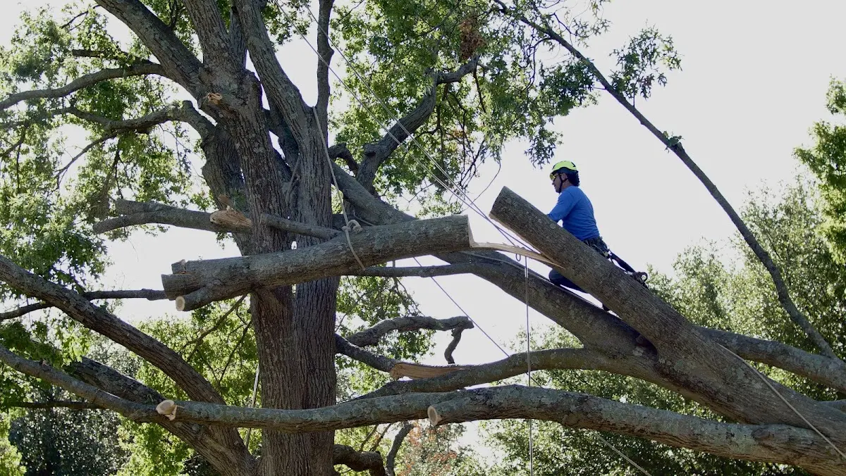 Professional Crown Thinning performed by certified arborists in West Branch