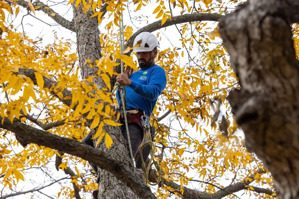 Skilled Tree Trimming crew working in West Branch